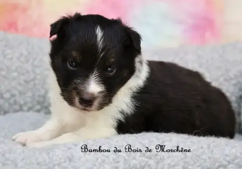 Shetland Sheepdog  Bambou Du Bois De Morchène