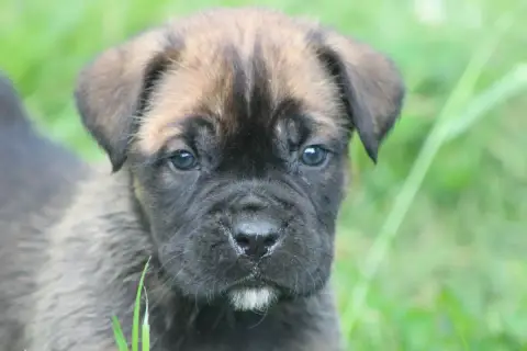 Cane Corso  Chiot N°3