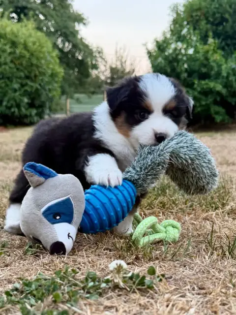 Berger Américain Miniature  Chiot 5 De Mercelo photo 2