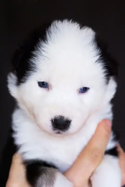 Laika De Iakoutie  Miss Rose Winter Never Dies photo 2