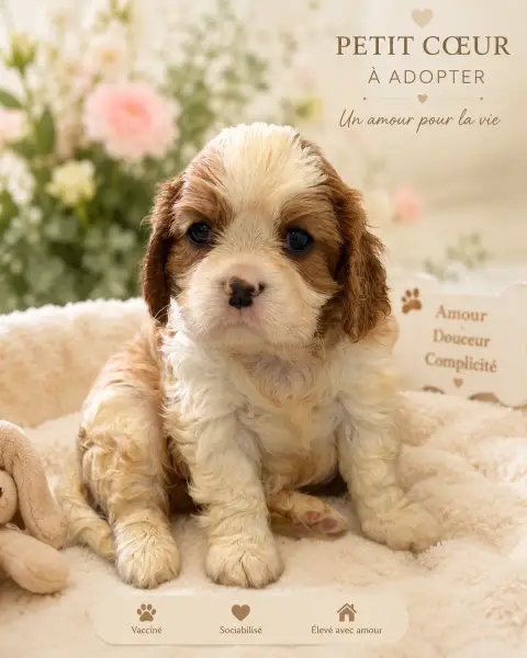Cavalier King Charles Spaniel  Blenheim Du Domaine Du fef68