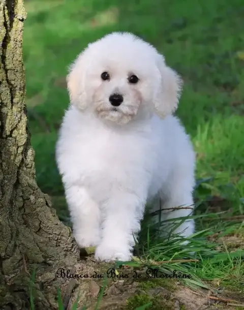 Caniche  Blanco Du Bois De Morchène photo 3