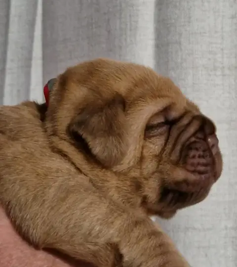 Dogue De Bordeaux
