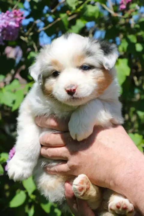 Berger Australien  Chiot N°8 De Windy'Stia