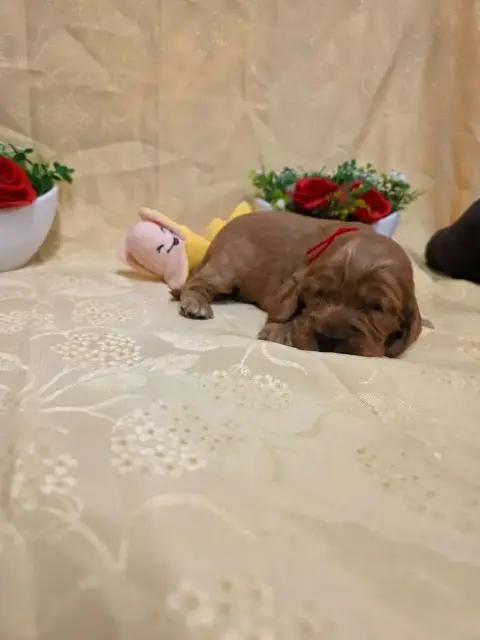 Cocker Spaniel Anglais 
                        B.... 2ce5d