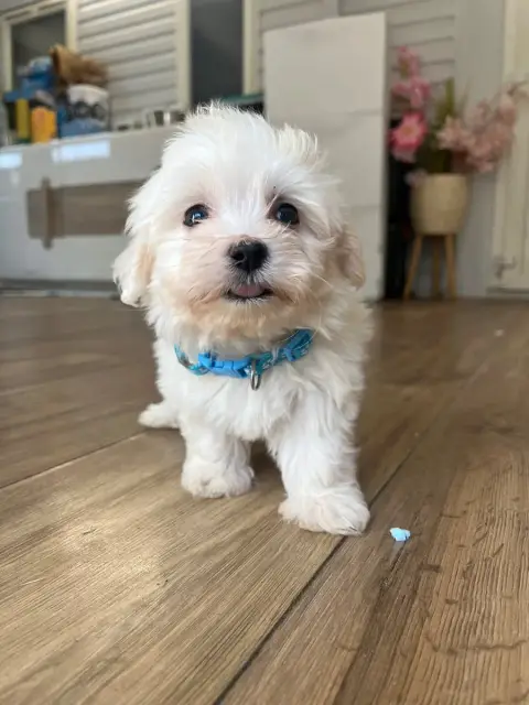 Adopter Coton De Tulear 
                        Blue Des Mir fcb92