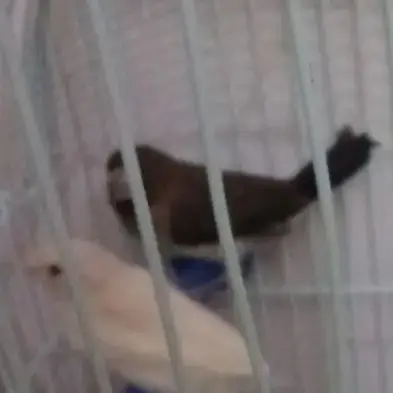 Moineau Du Japon
