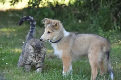 Shetland Sheepdog  Chiot 3 De La Terre De Neaure photo 3