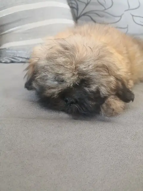 Lhassa Apso  Bibus A Pazzia D'Aurelia photo 3