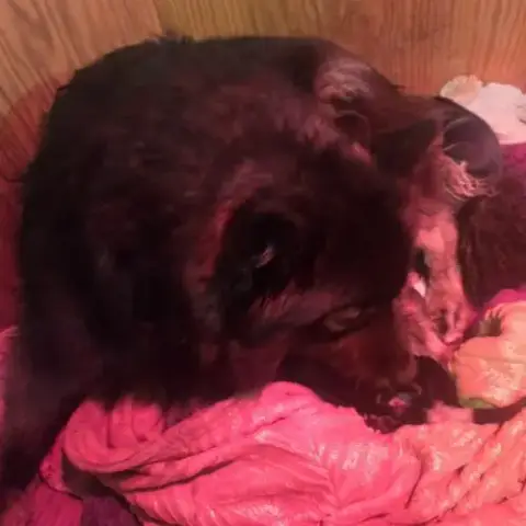 Magnifiques Chiots Finnois De Laponie