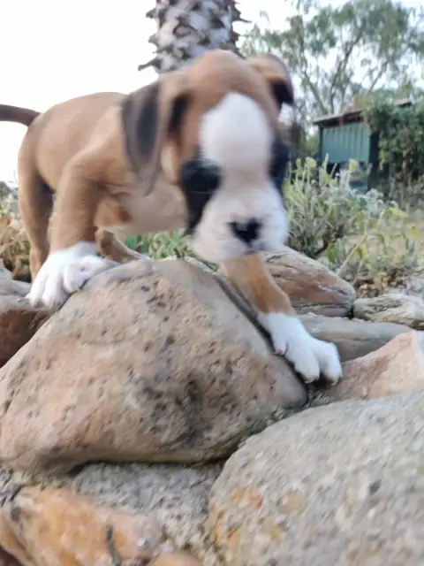 Boxer 
                        Brutus Des Felicuncan 697c2 photo 3