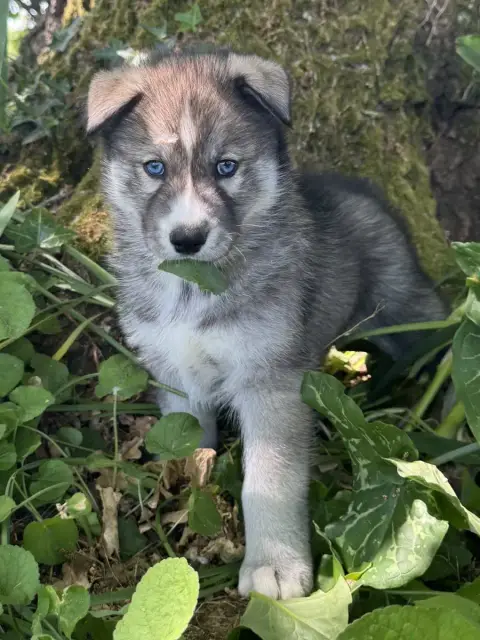 Siberian Husky  Butcher De The King Ricci
