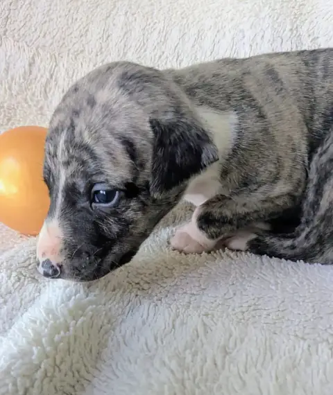 Whippet  Baghira De Rockalma