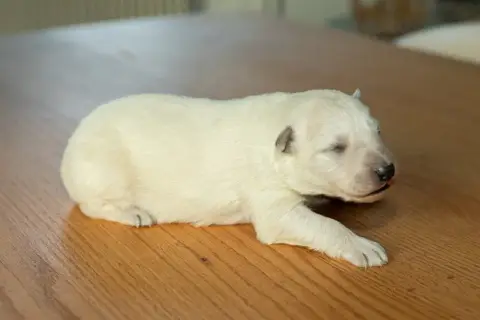 Berger Blanc Suisse  B Des Trois Land