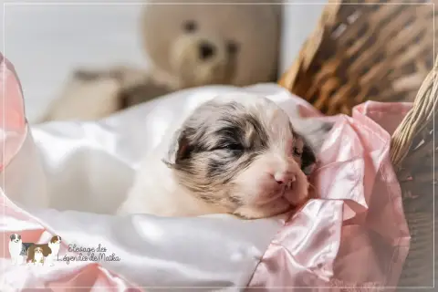Berger Australien  Chiot N°2 Des Légendes De Maika photo 3
