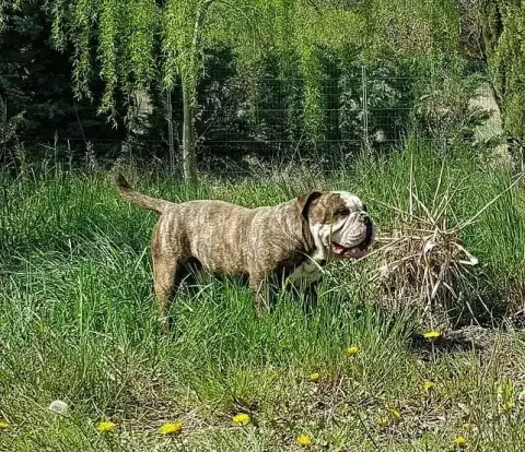 Bulldog Continental  Chiot 1 Du Paradis D'Eska photo 3