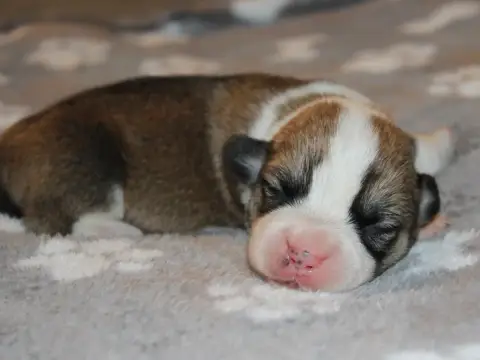 Welsh Corgi Pembroke  Chiot N°4 Du Clos D'Arlequin