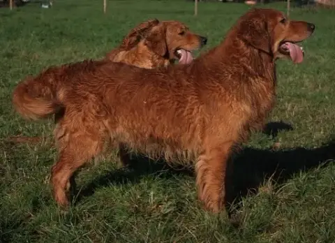Golden Retriever  Chiot N°11 Du Haut De La Girauderie bff3d