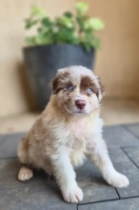 Berger Australien  Chiot