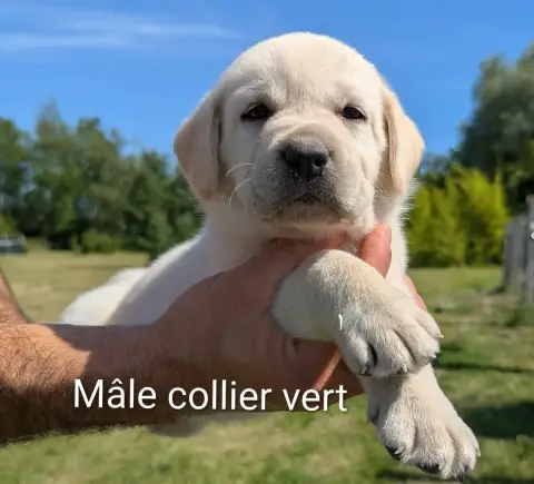 Labrador Retriever  Mâle Collier Vert Du Domaine Char c5428