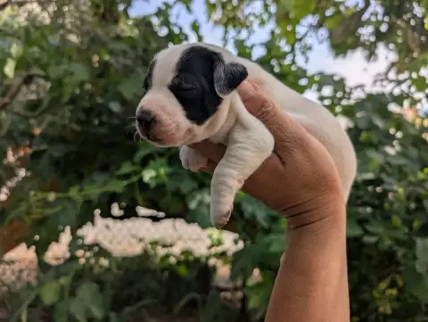 Parson Russell Terrier  Chiot N°2 Budawang