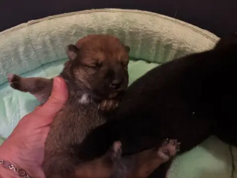 Shiba  Bunji D Or Du Cèdre Enchanté