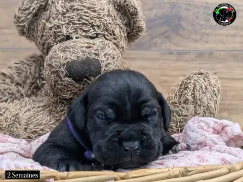 Cane Corso  Collier Violet De La Treizieme Legion photo 2