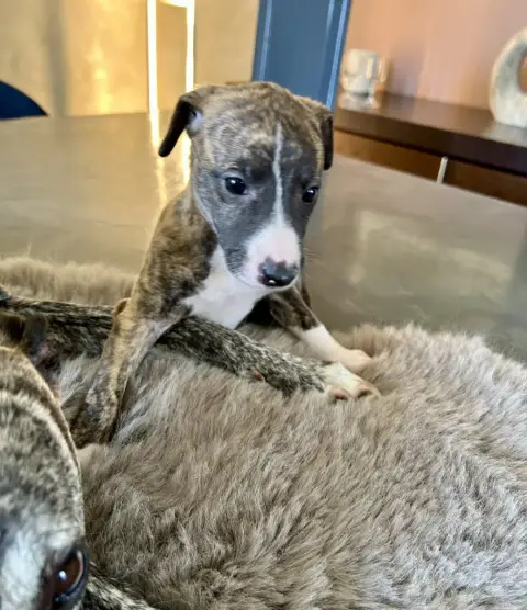 Whippet  Chiot N°5 Du Domaine Le Haut Blanc Mesnil