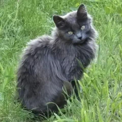 Adopter Chatte Olga
