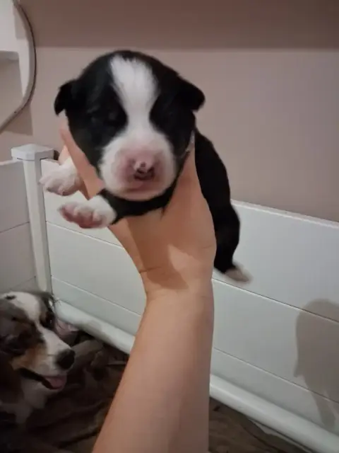 Berger Américain Miniature  Chiot 5 De La Sableyre