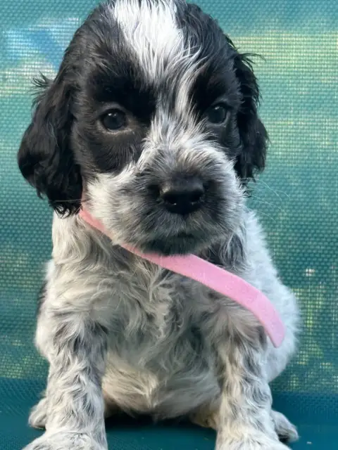 Cocker Spaniel Anglais  Collier Rose De L'Empereur Si 716cb photo 3