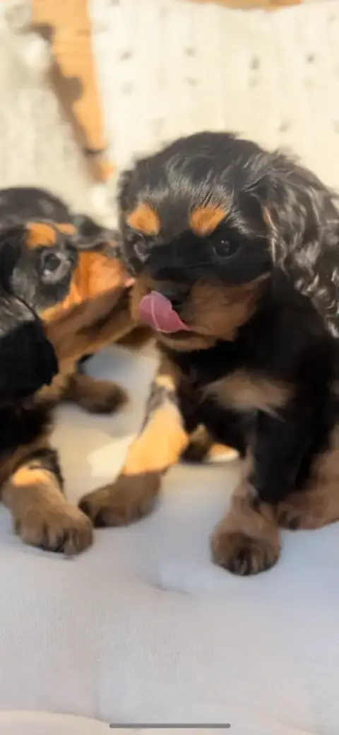Cavalier King Charles Spaniel  Byron Of Green Valley fdc8b