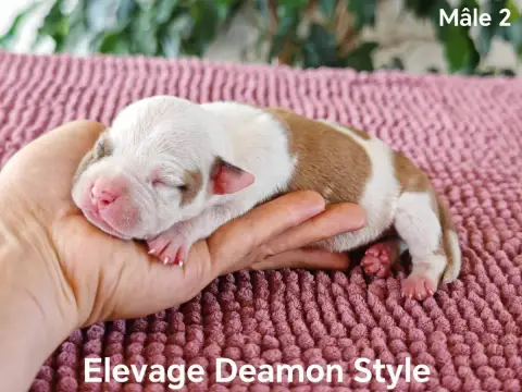 American Staffordshire Terrier photo 3