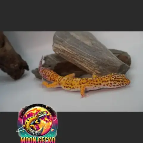 Geckos Léopard Disponibles À L'Adoption