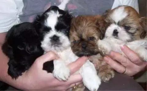 Shih Tzu  Ce Chiot Est Vendu De La Maison Du Ryez