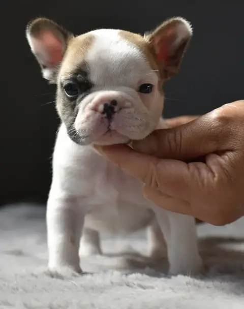 Bouledogue Français  Biscuit Du Grand Molosse