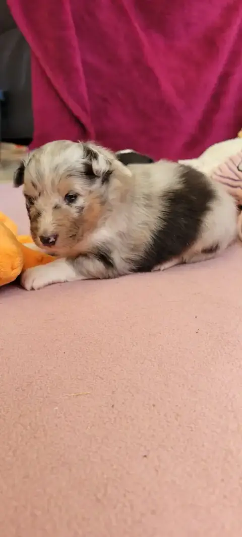 Shetland Sheepdog  B.... Des Molosses De Timoulys photo 3