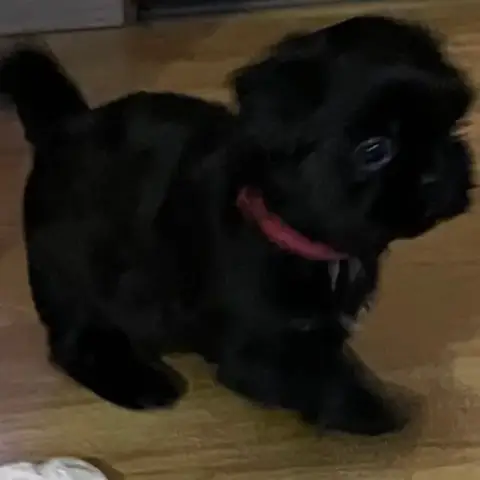 Shih Tzu  Broadway The Tresors By Lou photo 3
