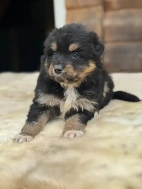 Berger Australien  Baby Raiponce Des Gardiens D'Hadès cc5fd