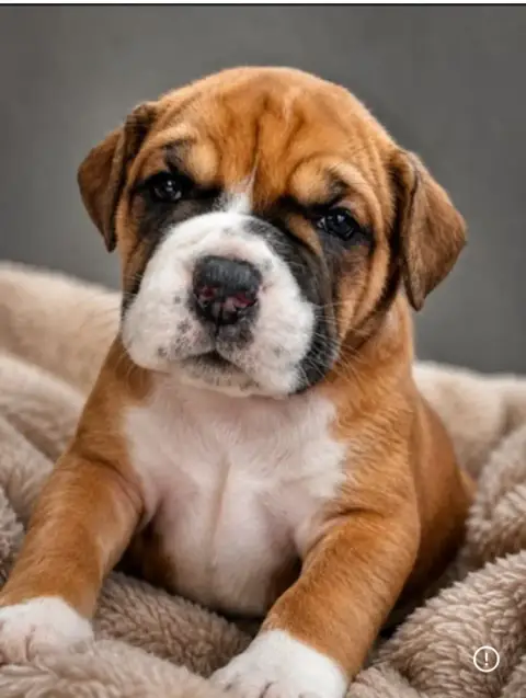 Bulldog Continental  Collier Rose Chien Du Domaine De 3d22c