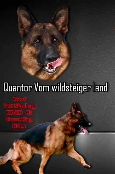Berger Allemand  Bandit Von Die Weisen Lander photo 2