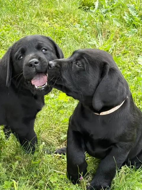 Labrador Retriever  Chiot N°8 Angelcraft