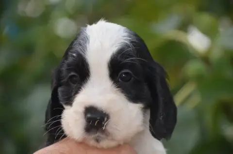Cocker Spaniel Anglais  Chiot N°5 De La Foret Des Rev a04e3