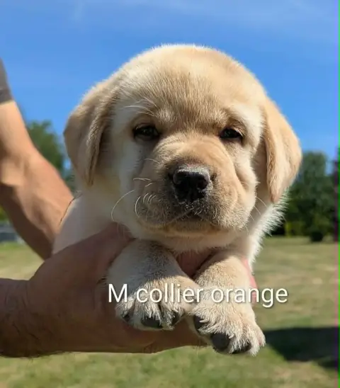 Labrador Retriever photo 2