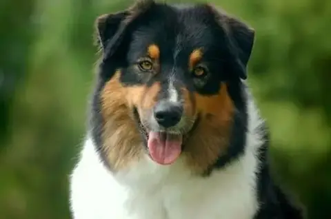Berger Australien  Blue Marvel Des Aussies Du Marais b406d photo 3