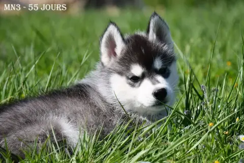 Siberian Husky  Black Idol De La Source Du Montet