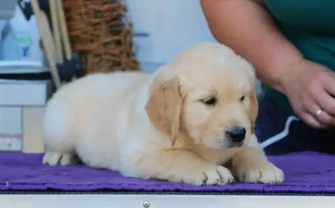 Golden Retriever  Chiot N°6 Bleu De Windy'Stia photo 3
