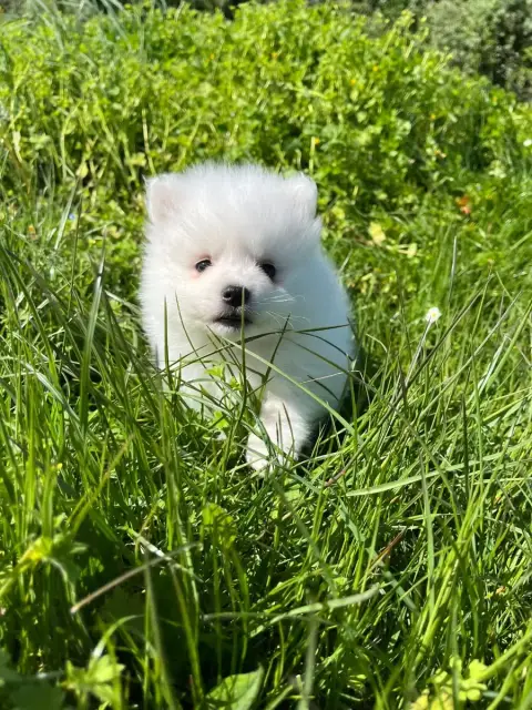 Spitz Japonais  Chiot N°6 De Jerrie Black photo 3