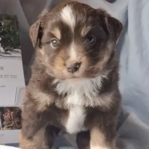 Chiots Berger Américain Miniature Lof