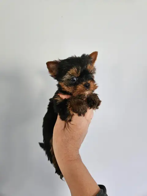 Yorkshire Terrier  Chiot N°1 Du Domaine De La Vallée  d1416 photo 2
